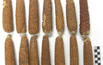 Ears of corn from a Basketmaker II period cache in Colorado, dating to the third century B.C.